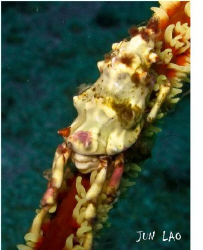 xeno-xeno crab, thanks David H :) by Jun Lao 
